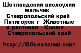 Шотландский вислоухий мальчик - Ставропольский край, Пятигорск г. Животные и растения » Кошки   . Ставропольский край